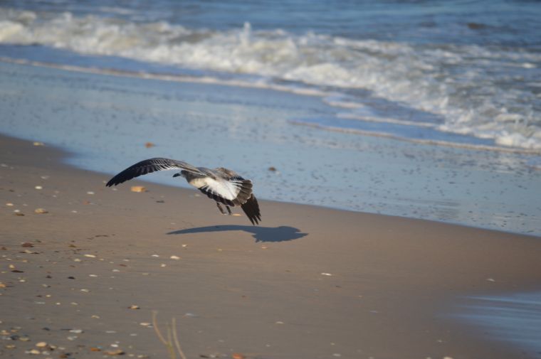 Seagull